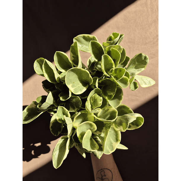 Peperomia Obtusifolia Variegada 2