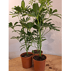 Schefflera (S) 1