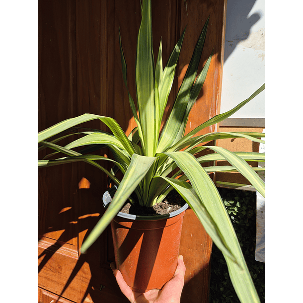 Yuca Variegada 1