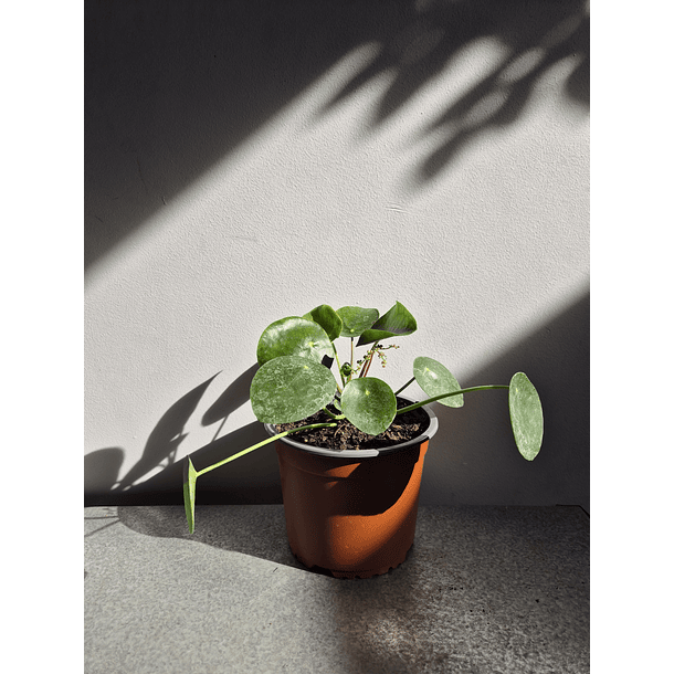 Pilea peperomioides 1