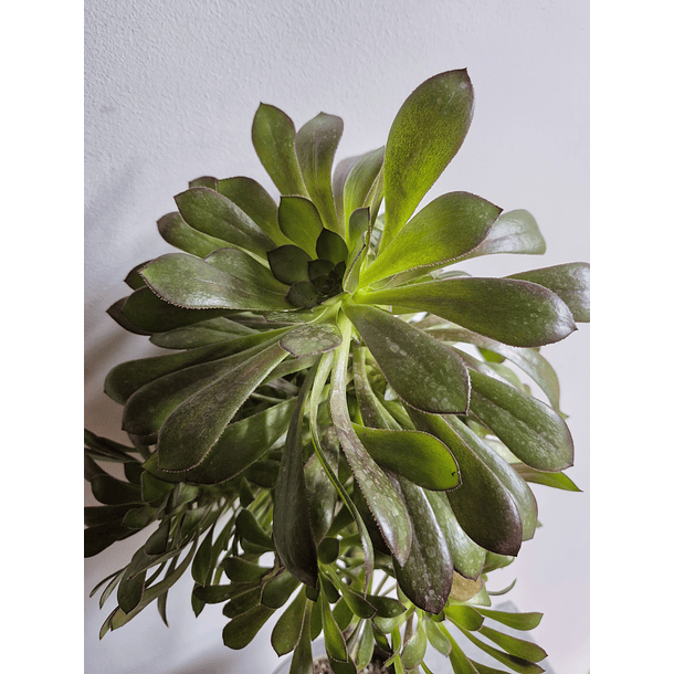 Aeonium Arboreum  2