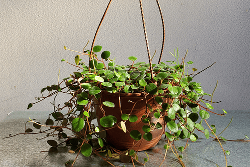 Peperomia Pepperspot 