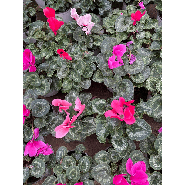 Violeta persia Cyclamen  1