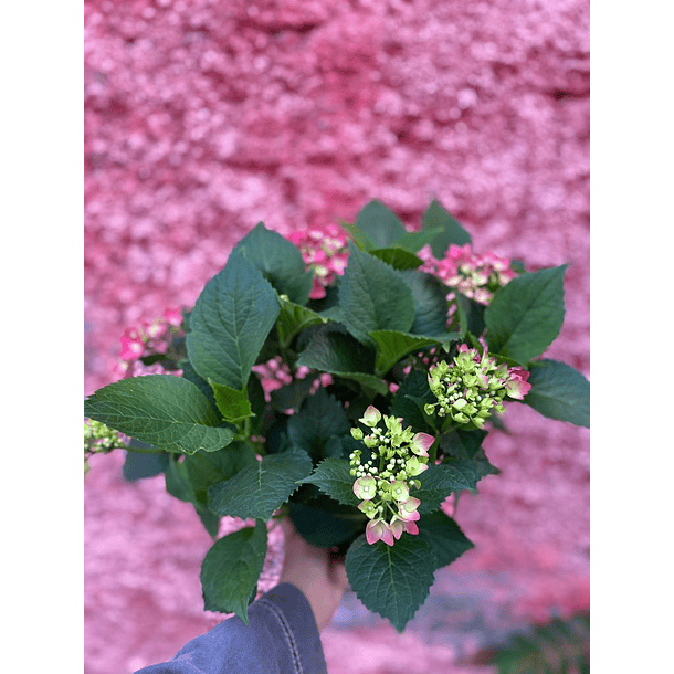 Hortencias de colores  4