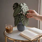 Set de Posavasos Decorativos Planta Monstera - Miniatura 5