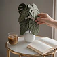 Set de Posavasos Decorativos Planta Monstera - Miniatura 4