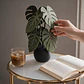 Set de Posavasos Decorativos Planta Monstera - Miniatura 3