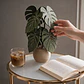 Set de Posavasos Decorativos Planta Monstera - Miniatura 2