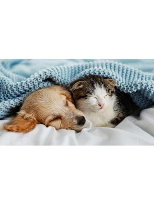 Pack Vacunas Cachorros y Gatitos