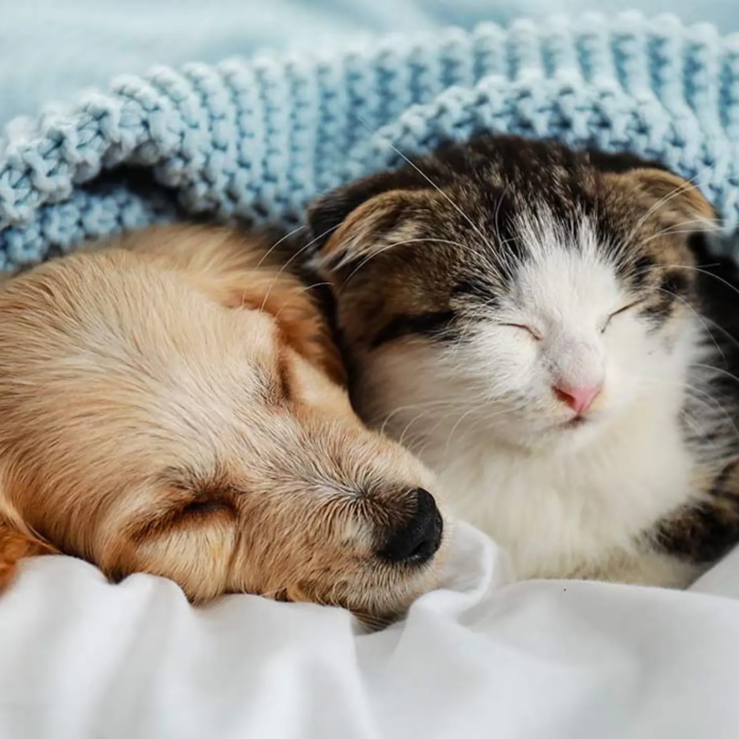 Pack Vacunas Cachorros y Gatitos