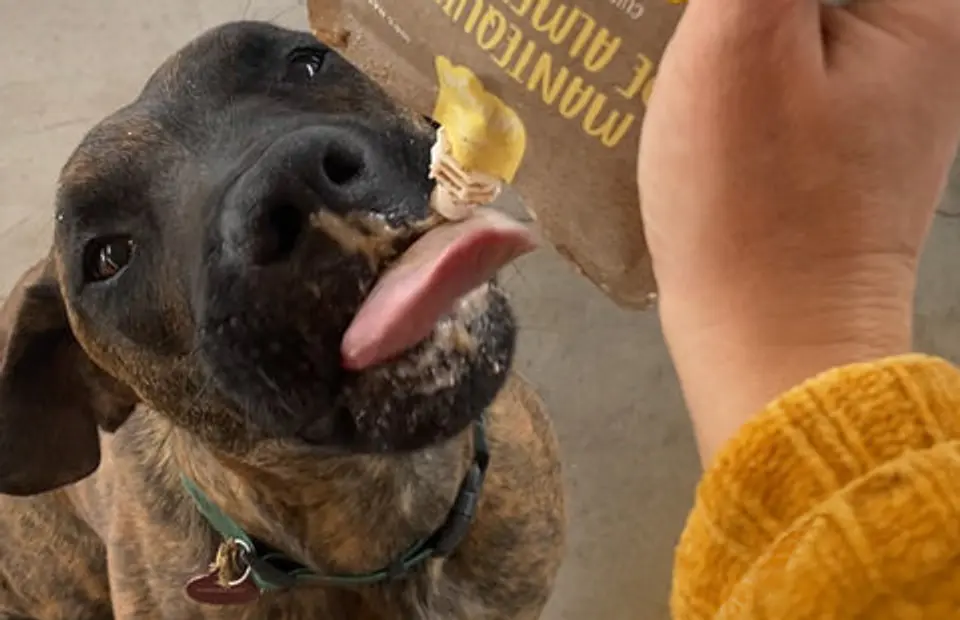 Pouch Húmedo Mantequilla de Almendras para Perros - Winga 3