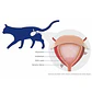 Furinaid Plus 200 ml - Solución Oral - Miniatura 3