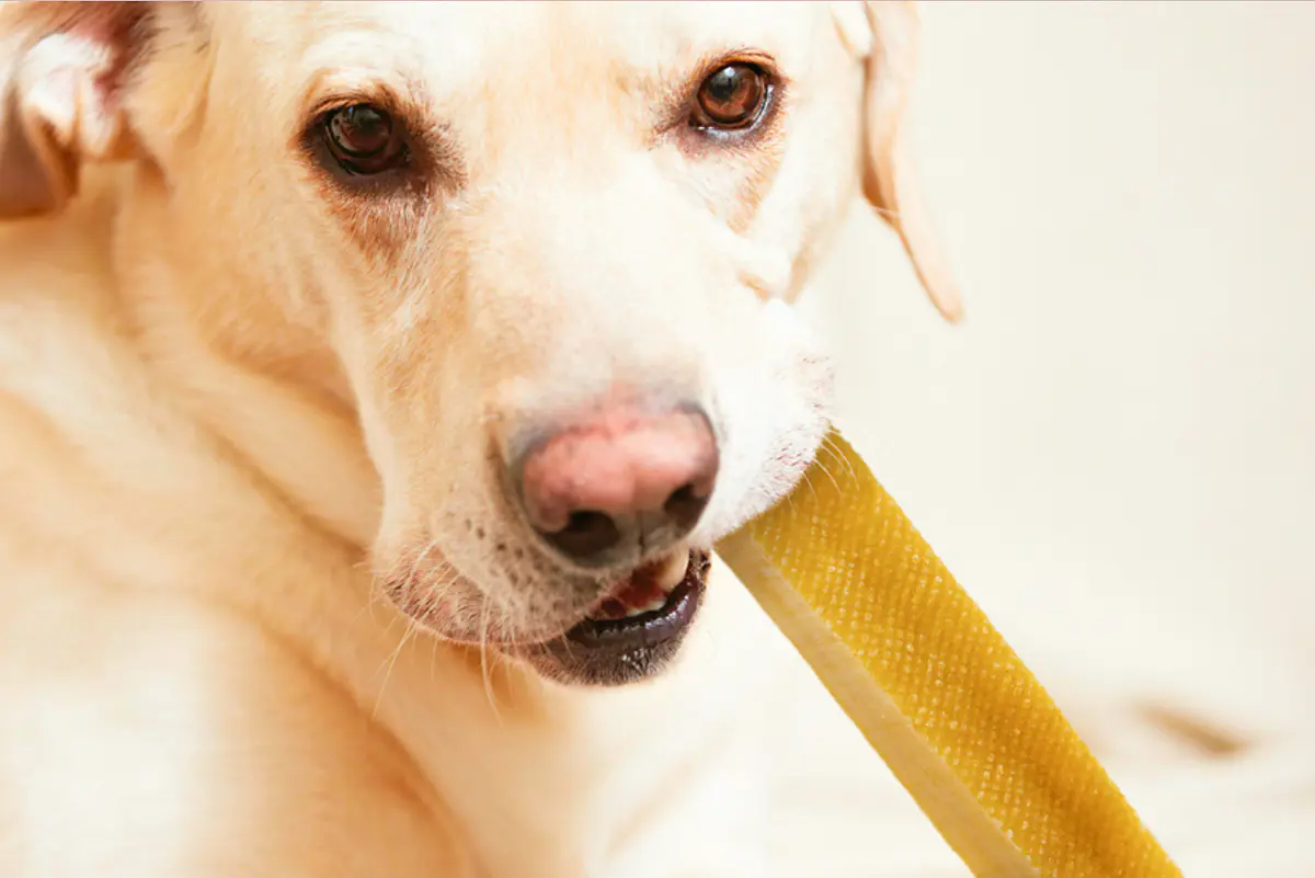 ValVet Veterinaria