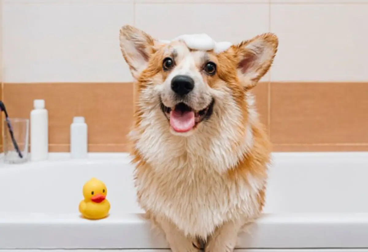 ValVet Veterinaria