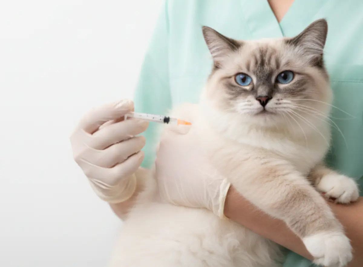 ValVet Veterinaria