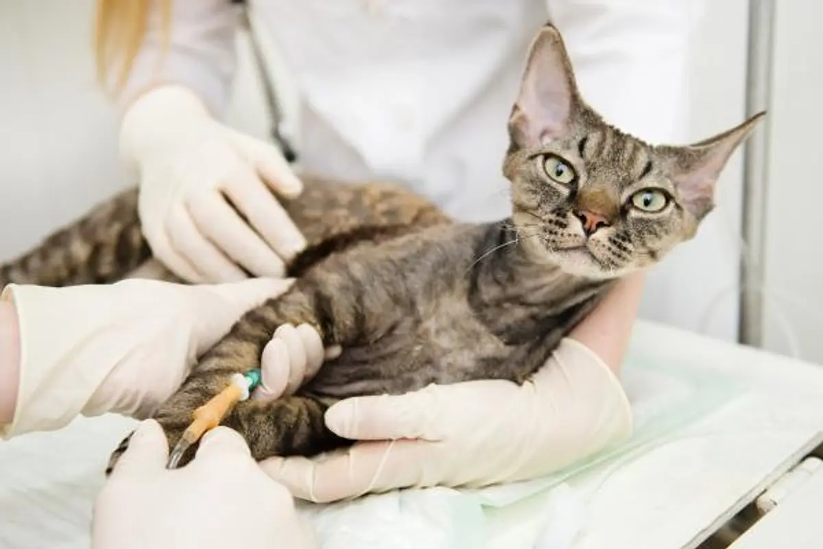 ValVet Veterinaria