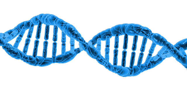 DNA, huid en veroudering
