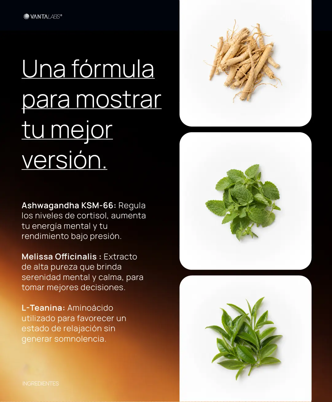 Cénit: Ashwagandha KSM-66 + Melissa + L-Teanina  3