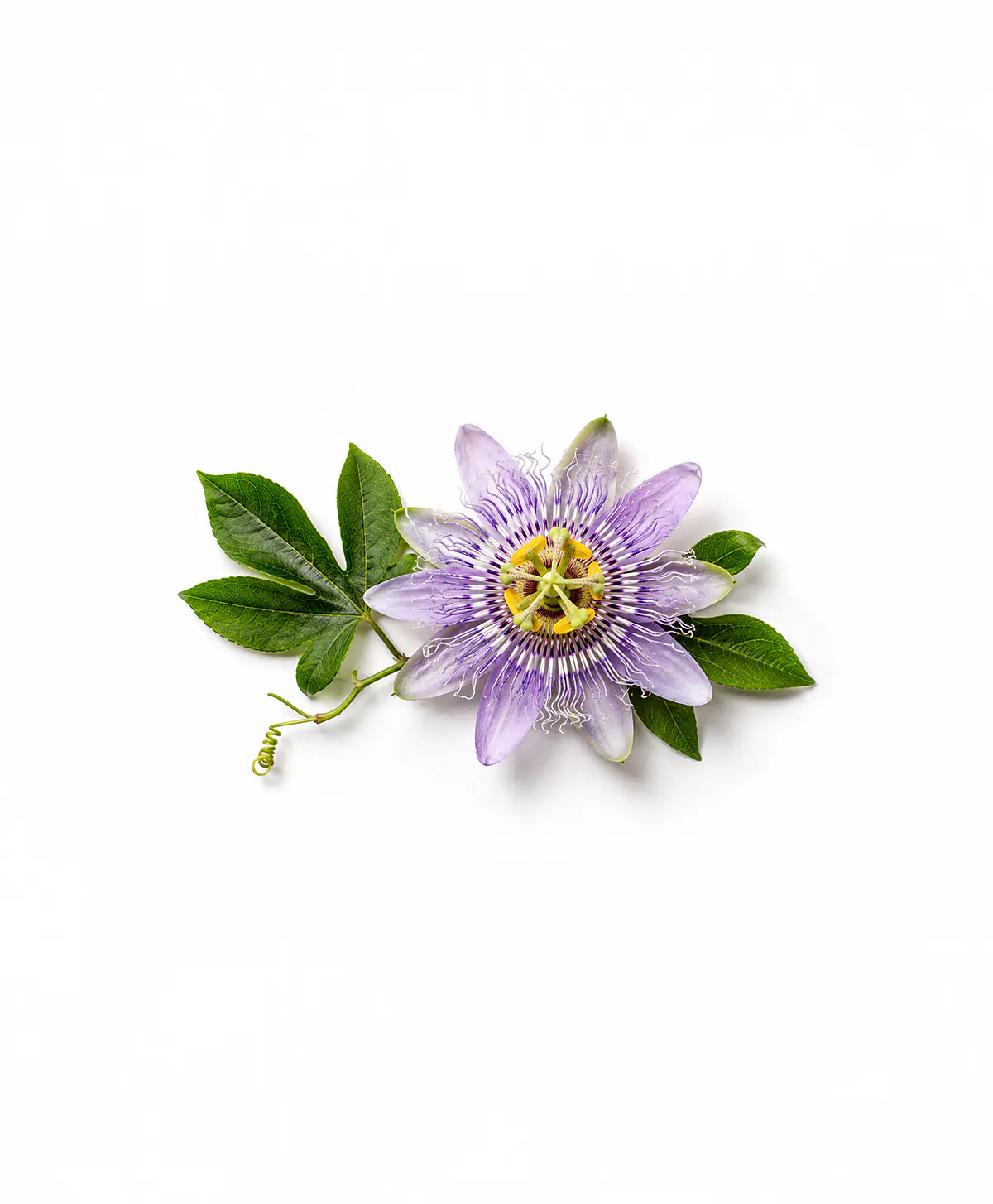 Passiflora Incarnata