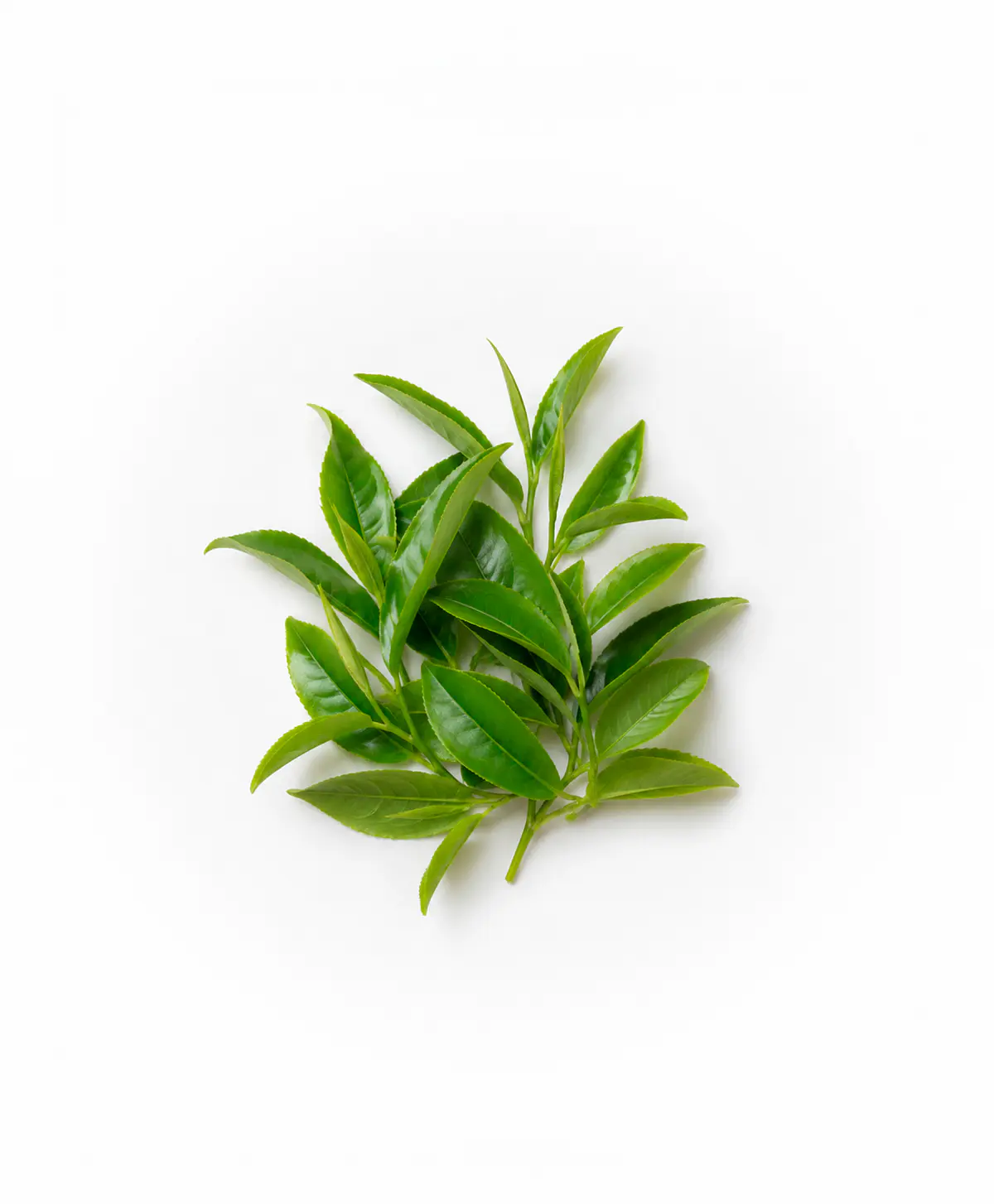L-Teanina