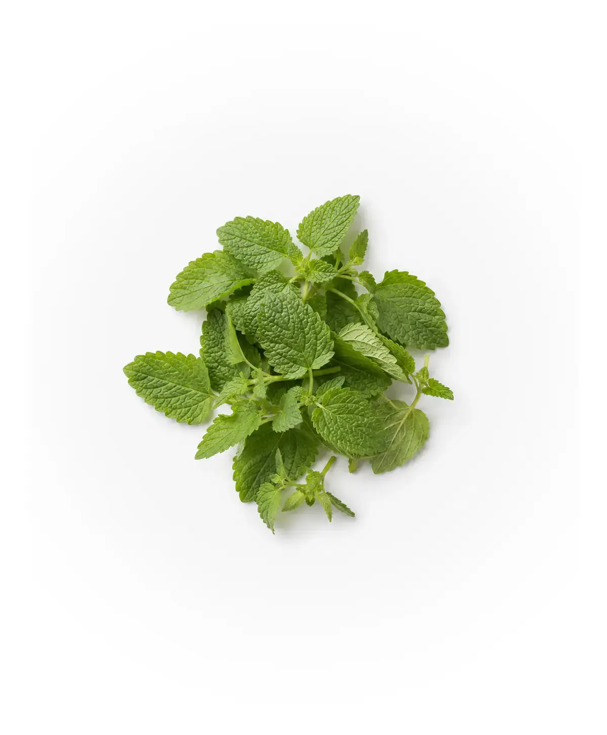Melissa Officinalis