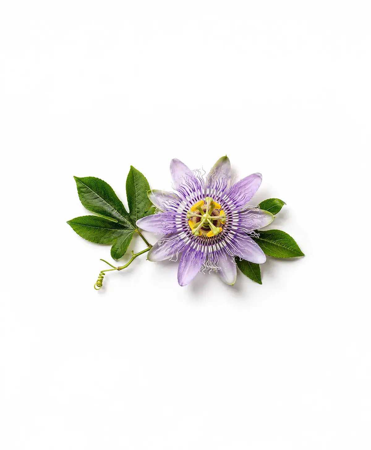 Passiflora Incarnata