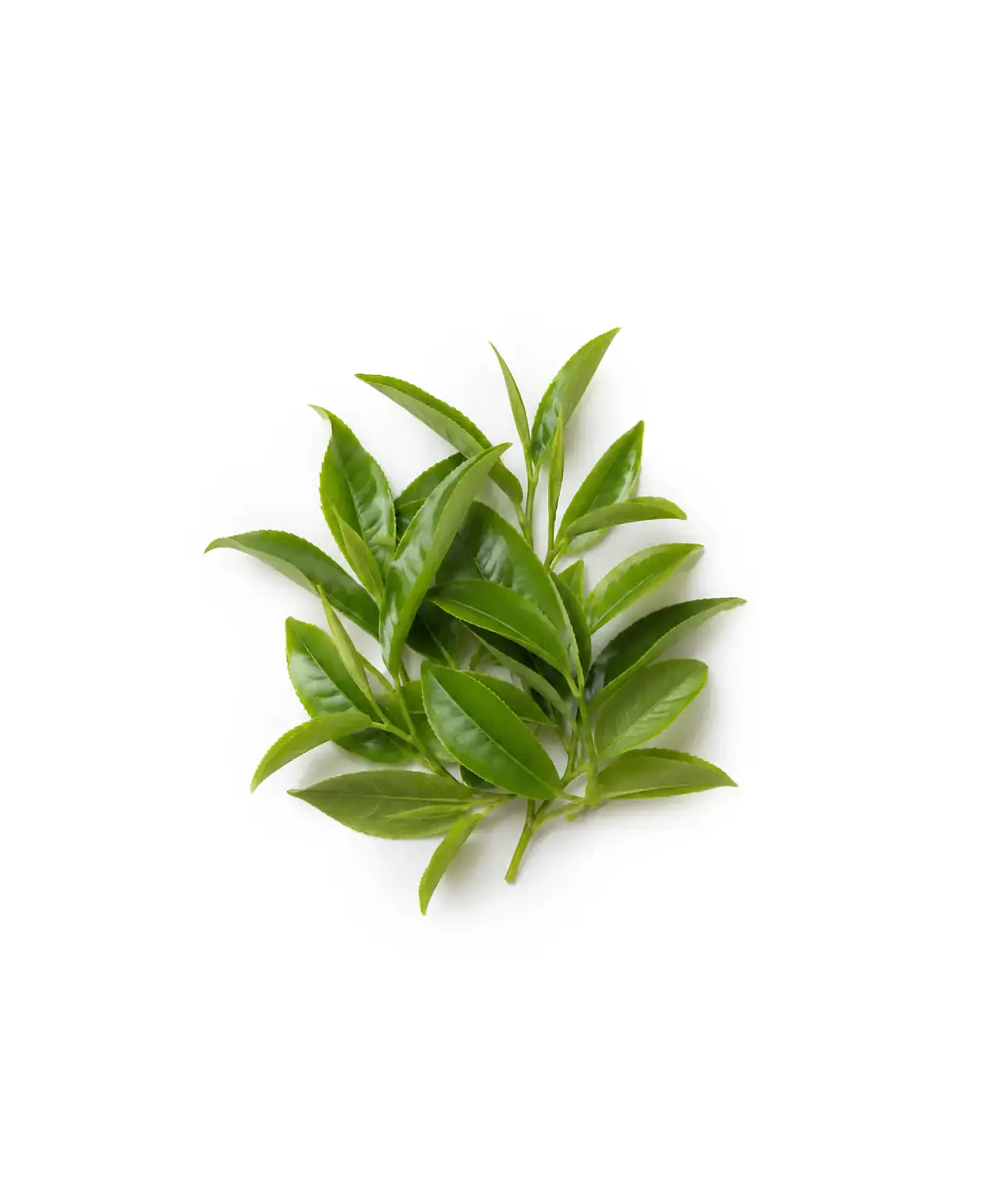 L-Teanina
