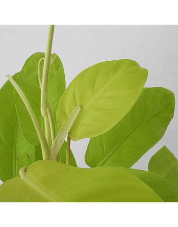 Philodendron erubescens "Malay Gold"