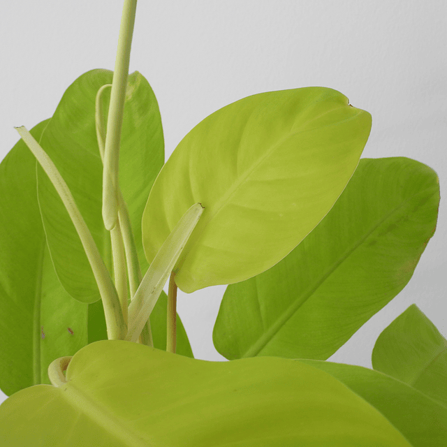 Philodendron erubescens "Malay Gold"