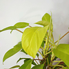 Philodendron erubescens "Malay Gold"
