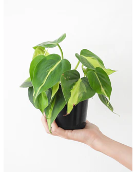 Philodendron scandens "Brasil"