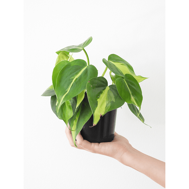 Philodendron scandens "Brasil"