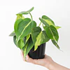 Philodendron scandens "Brasil"