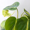 Philodendron scandens "Brasil"