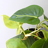 Philodendron scandens "Brasil"