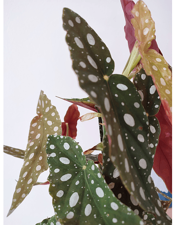 Begonia maculata "Silverspot" (S)