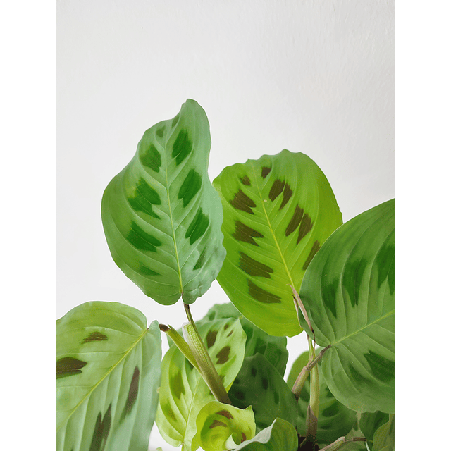 Maranta leuconeura "Kerchoveana"