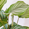 Calathea orbifolia (L)