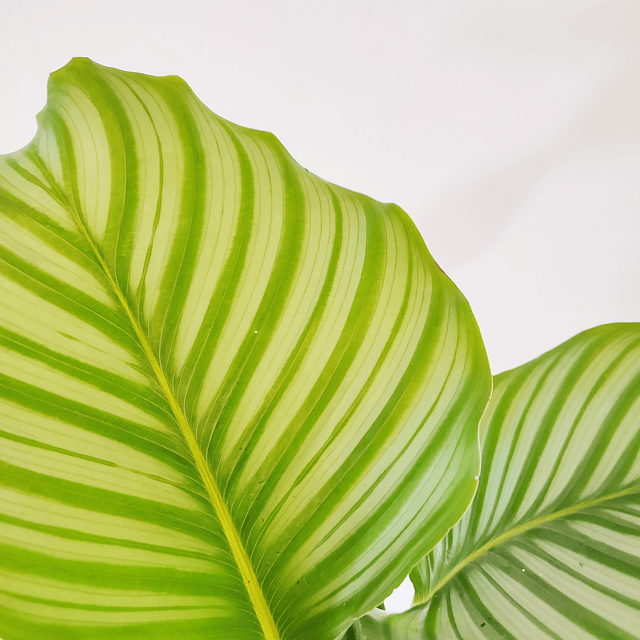 Calathea orbifolia (L)