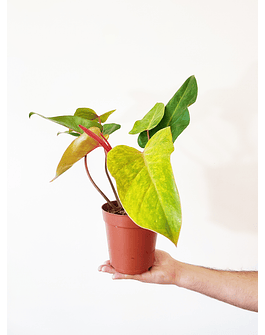 Philodendron erubescens "Painted Lady"