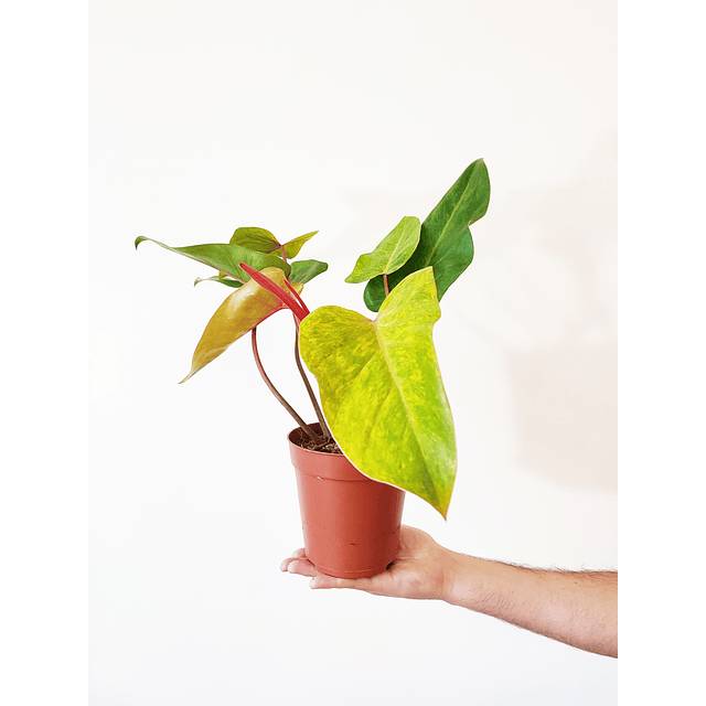 Philodendron erubescens "Painted Lady"