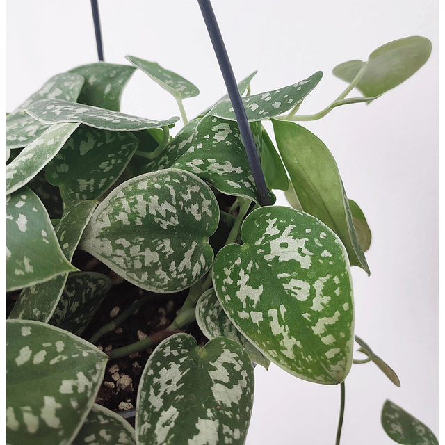 Scindapsus pictus "Argyraeus"