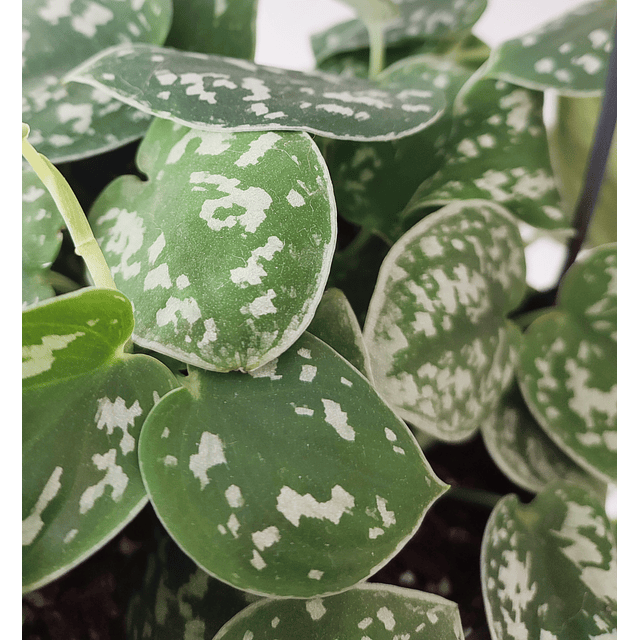 Scindapsus pictus "Argyraeus"