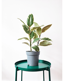 Ficus elastica "Tineke"