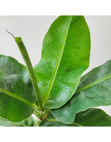 Musa acuminata "Tropicana" (L)