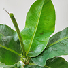 Musa acuminata "Tropicana" (L)