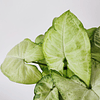 Syngonium podophyllum "White Butterfly"