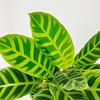 Calathea zebrina