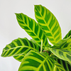 Calathea zebrina