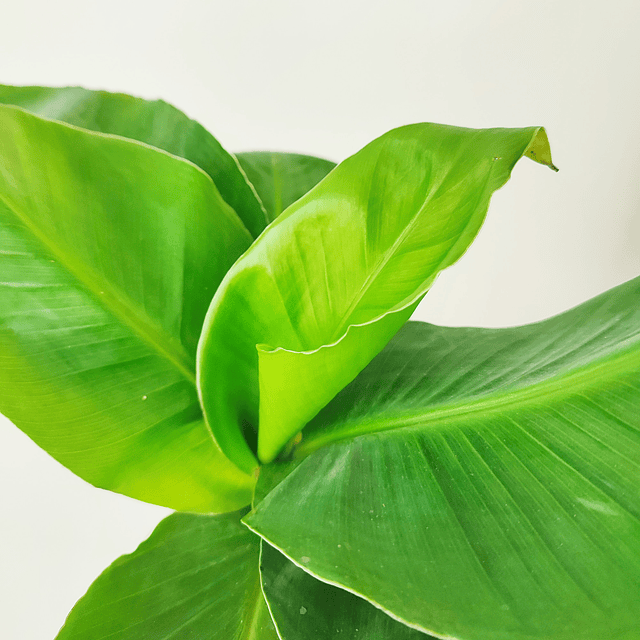 Musa acuminata "Tropicana" (S)